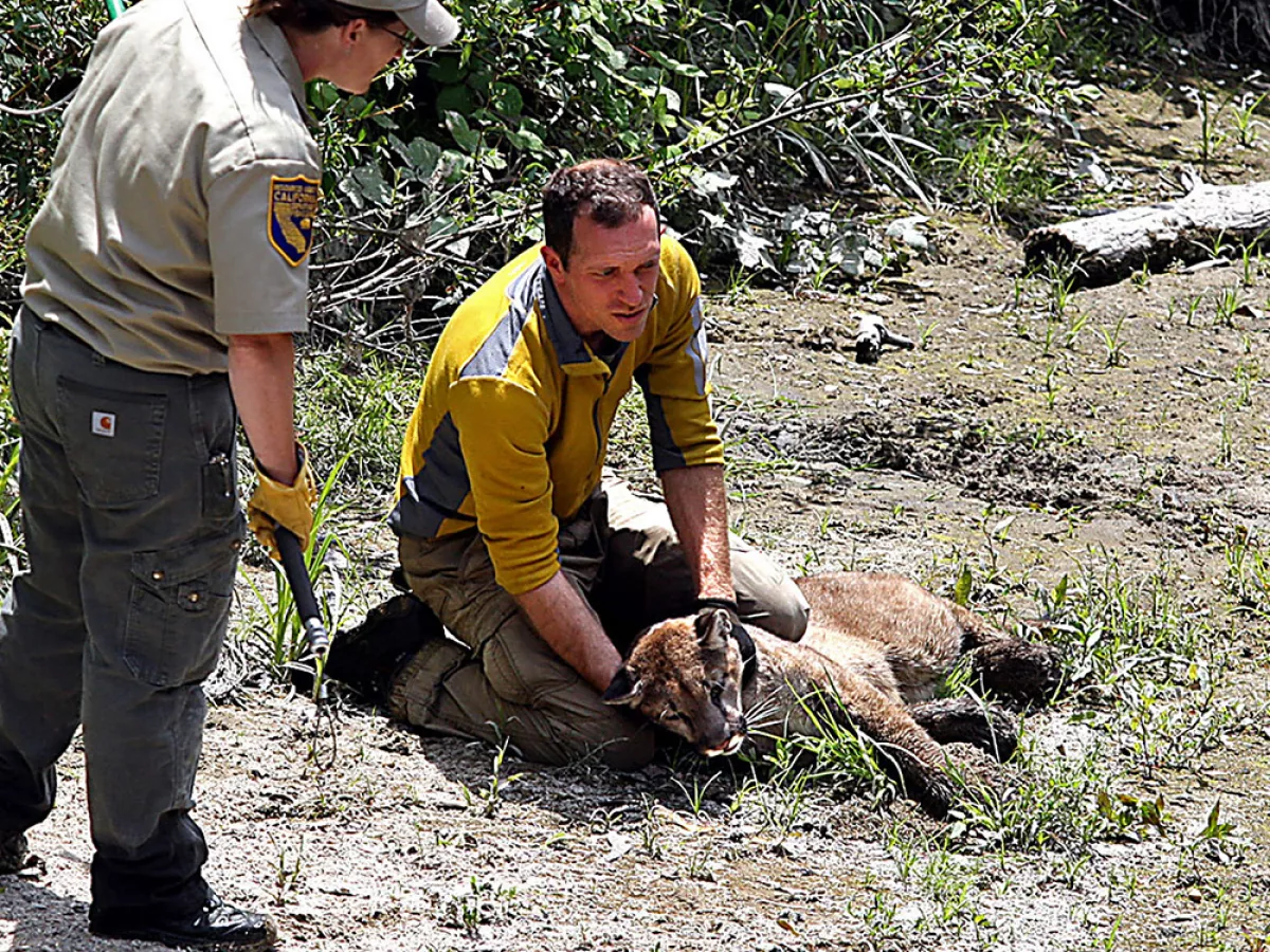 Can Wildlife Corridors Save Mountain Lions Sierra Club